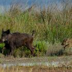 Cinghiale con il piccolo