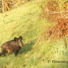 cinghiale di Pasqua