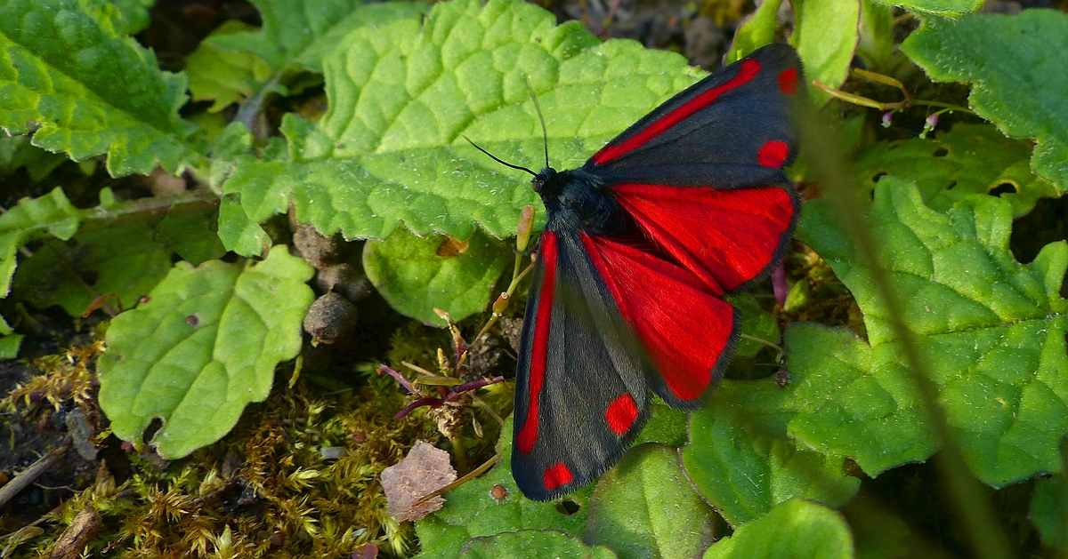 Cinnabar Moth