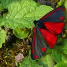 Cinnabar Moth