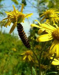 Cinnabar Moth Caterpillar