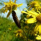 Cinnabar Moth Caterpillar