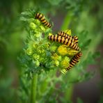 Cinnabar Moth caterpillars