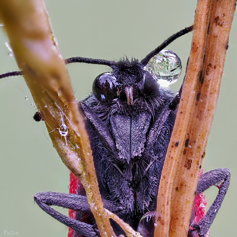 " CinnabarMoth " 