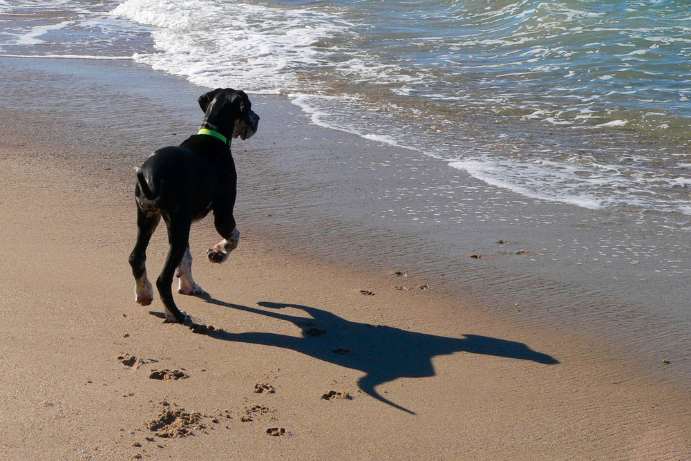 cinnamon à biarritz