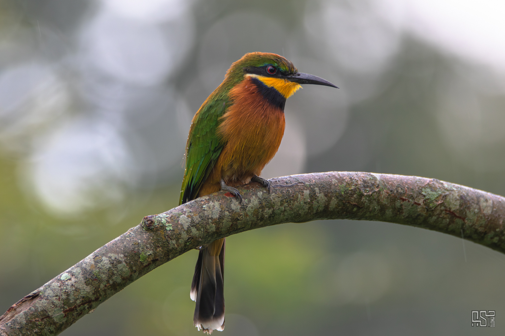 Cinnamon-Chested Bee-Eater 