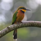 Cinnamon-Chested Bee-Eater 