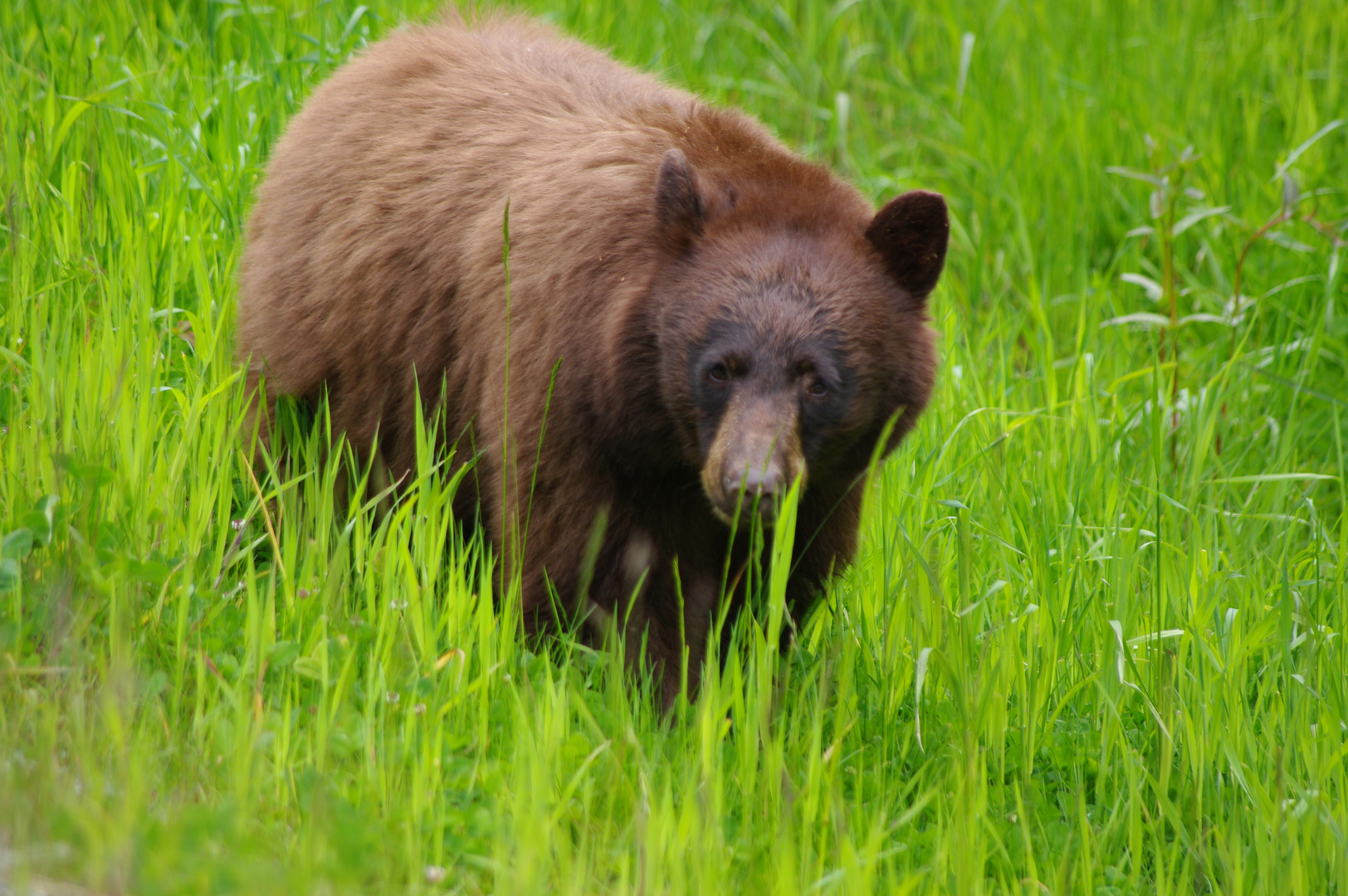 Cinnamon-coloured Black bear