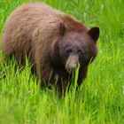 Cinnamon-coloured Black bear