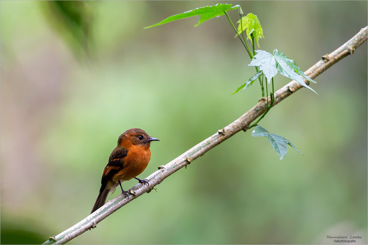 Cinnamon flycatcher