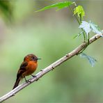 Cinnamon flycatcher