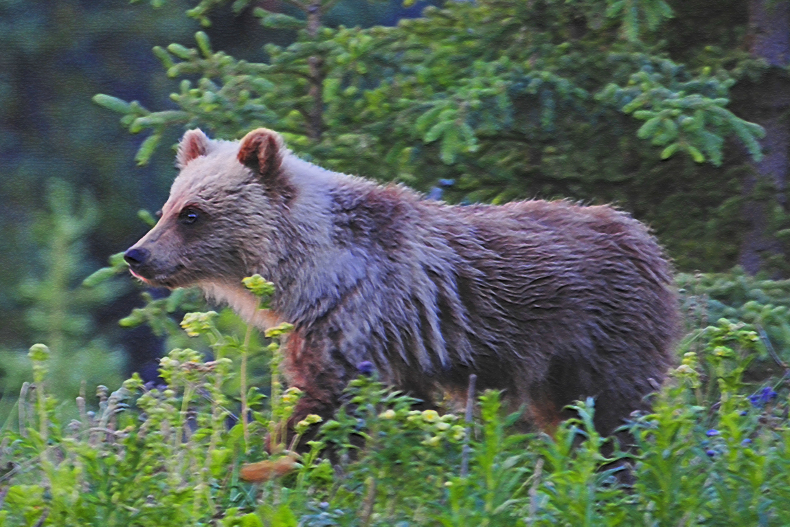 cinnamon grizzly cub