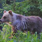 cinnamon grizzly cub