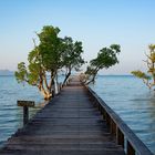 Cinnamon Scenic Boardwalk