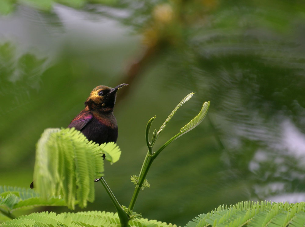 cinnyris cupreus (copper sunbird)