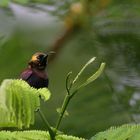 cinnyris cupreus (copper sunbird)