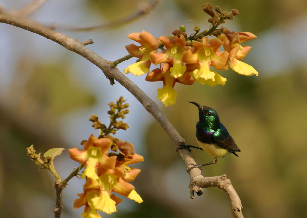 cinnyris venustus (variable sunbird / Ziernektarvogel)