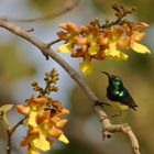 cinnyris venustus (variable sunbird / Ziernektarvogel)