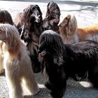 cinq chiens afghans