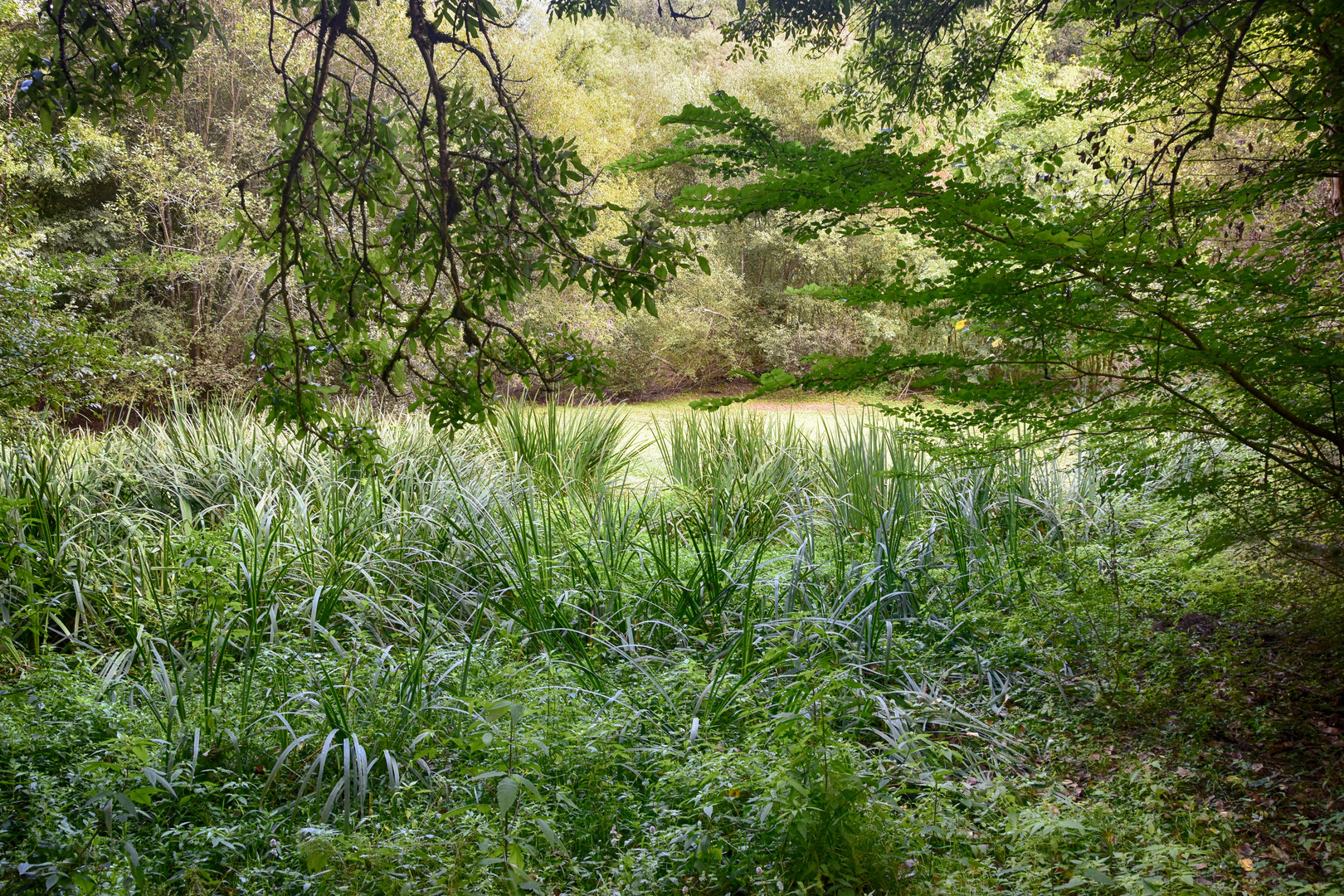 Cinquante nuances de  "Green"....