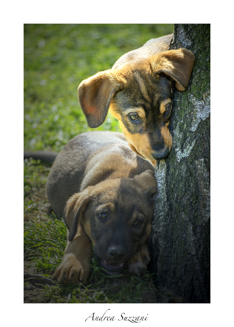 cinque cuccioli da salvare