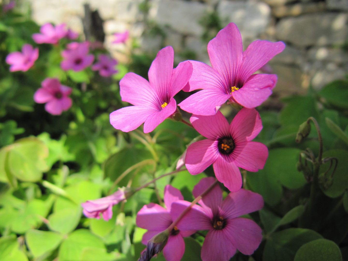 cinque petali fucsia