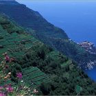 Cinque Terre