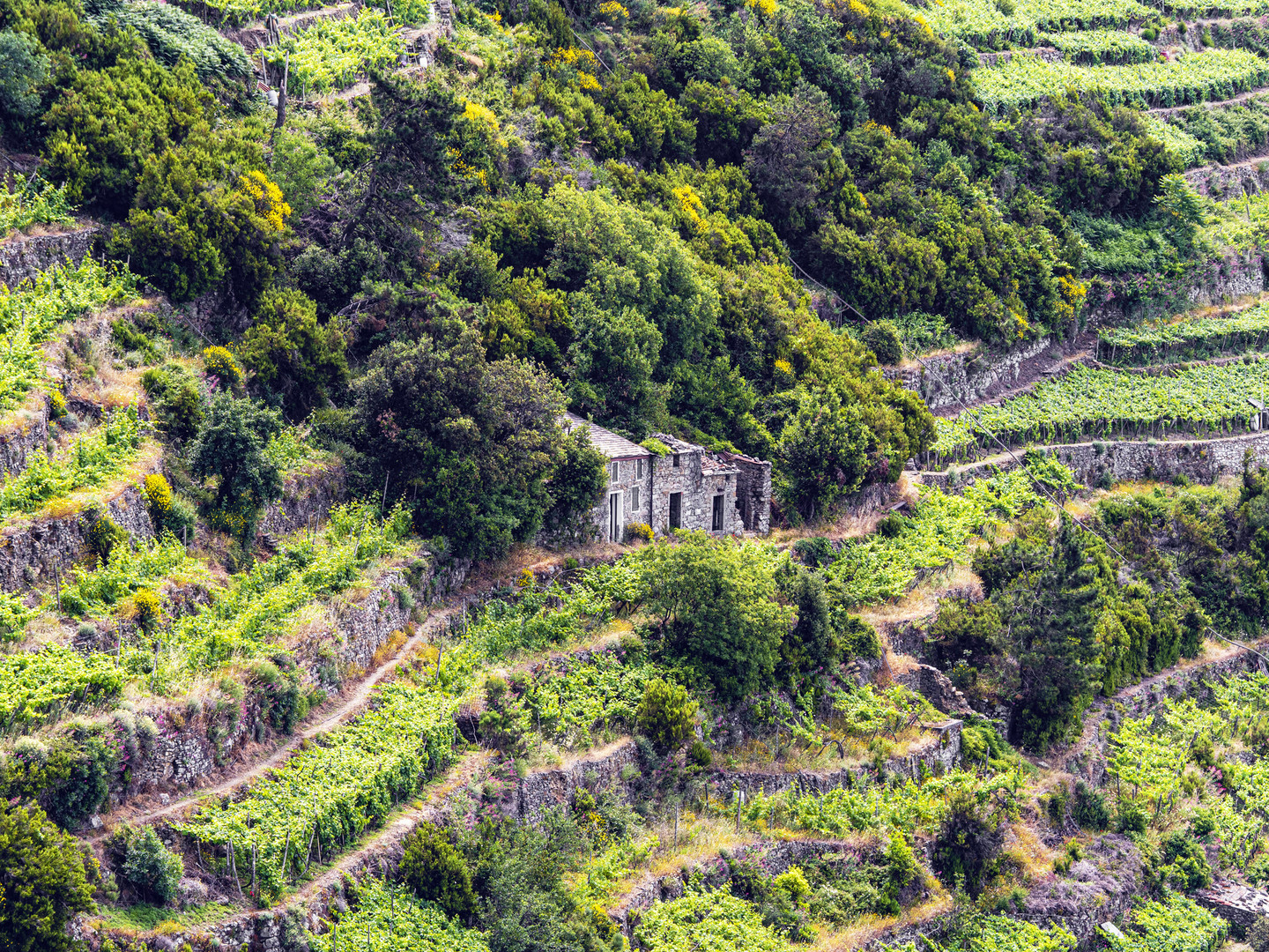 Cinque Terre. Landschaft im Cinque Terre.