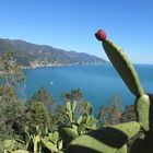 Cinque Terre - mit einem bezaubernden Vordergrund