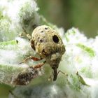 Cionus longicollis...