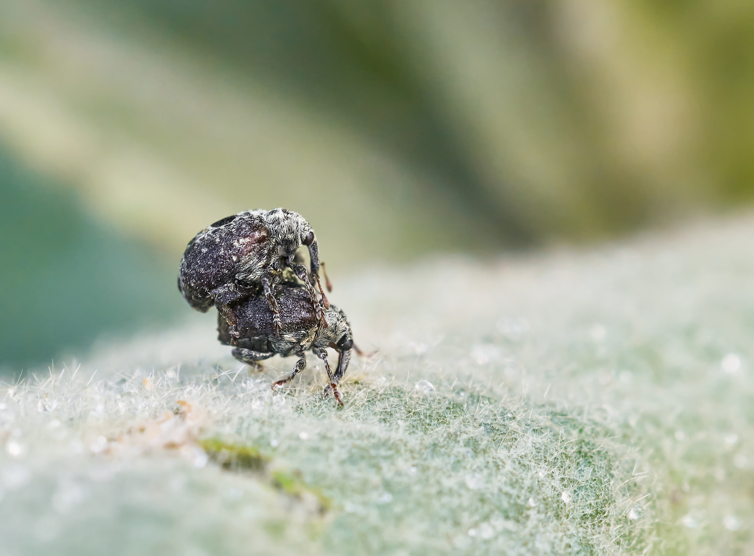 Cionus sp.beim Huckepack