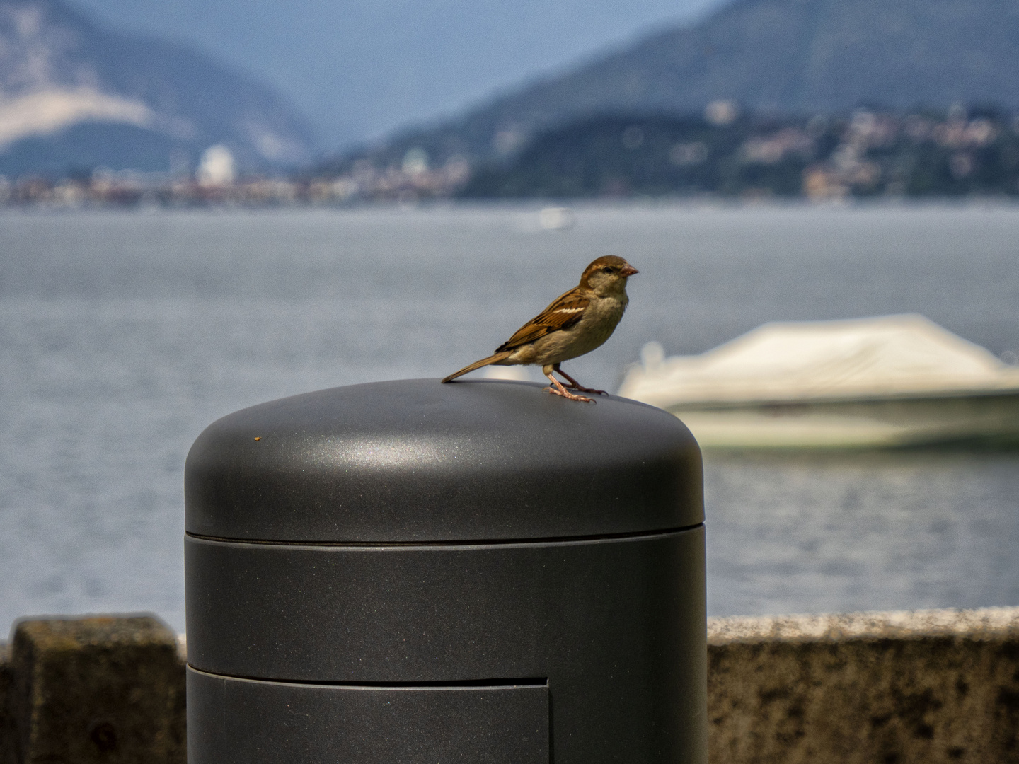 Cip in piazza Lago