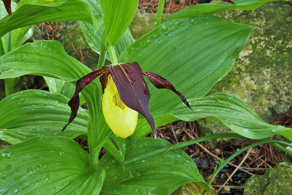 Ciprepedium calceolus-Frauenschuh