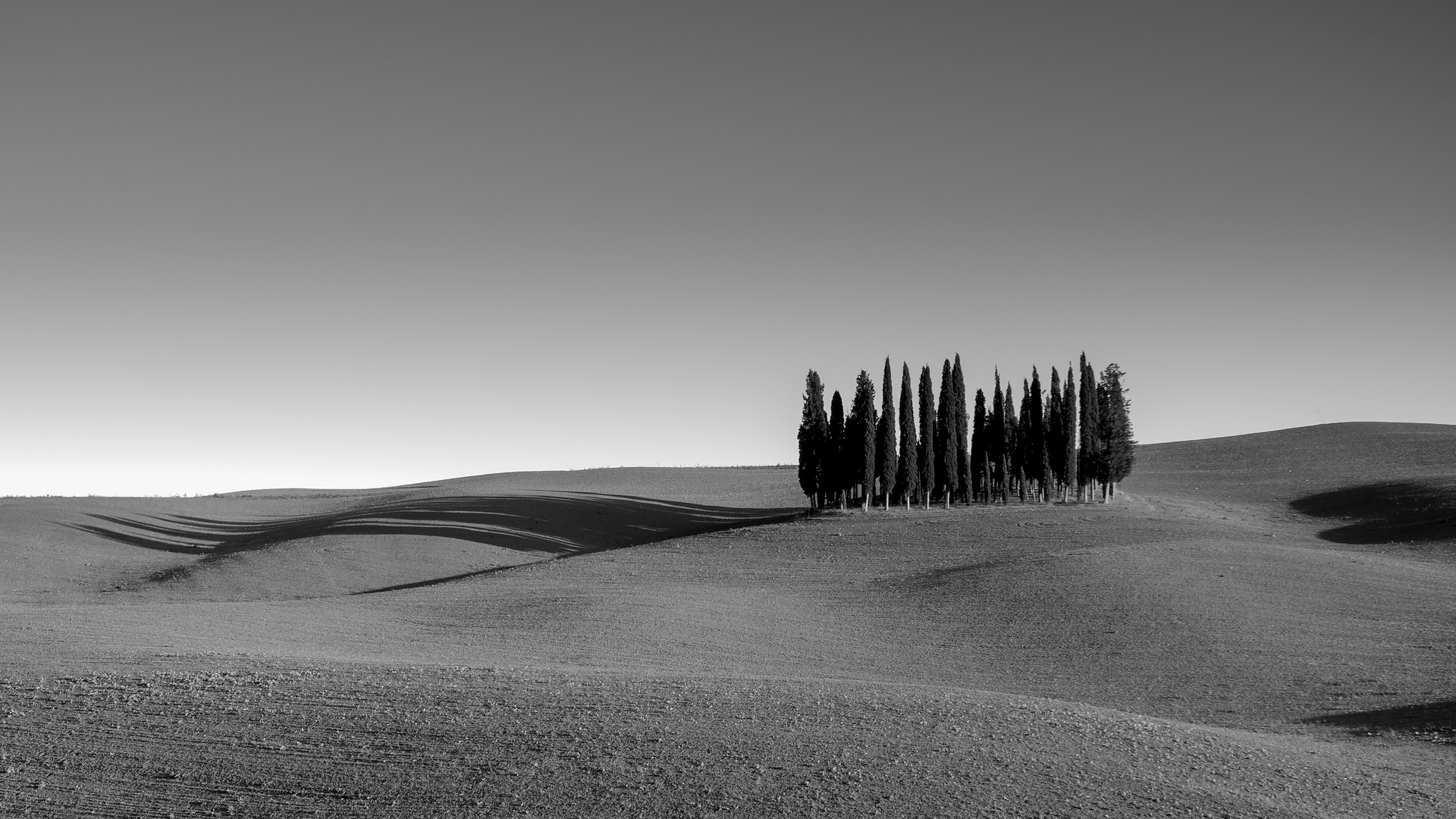 Cipressi di Montalcino