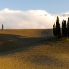 Cipressi di San Quirico d`Orcia