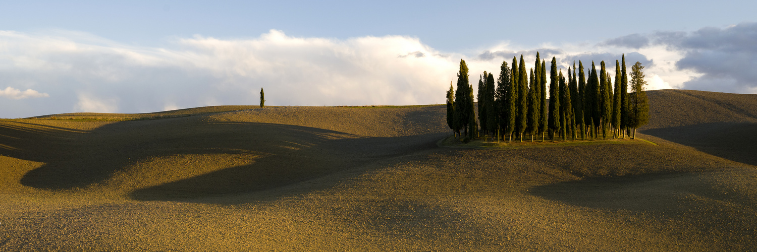 Cipressi di San Quirico d`Orcia