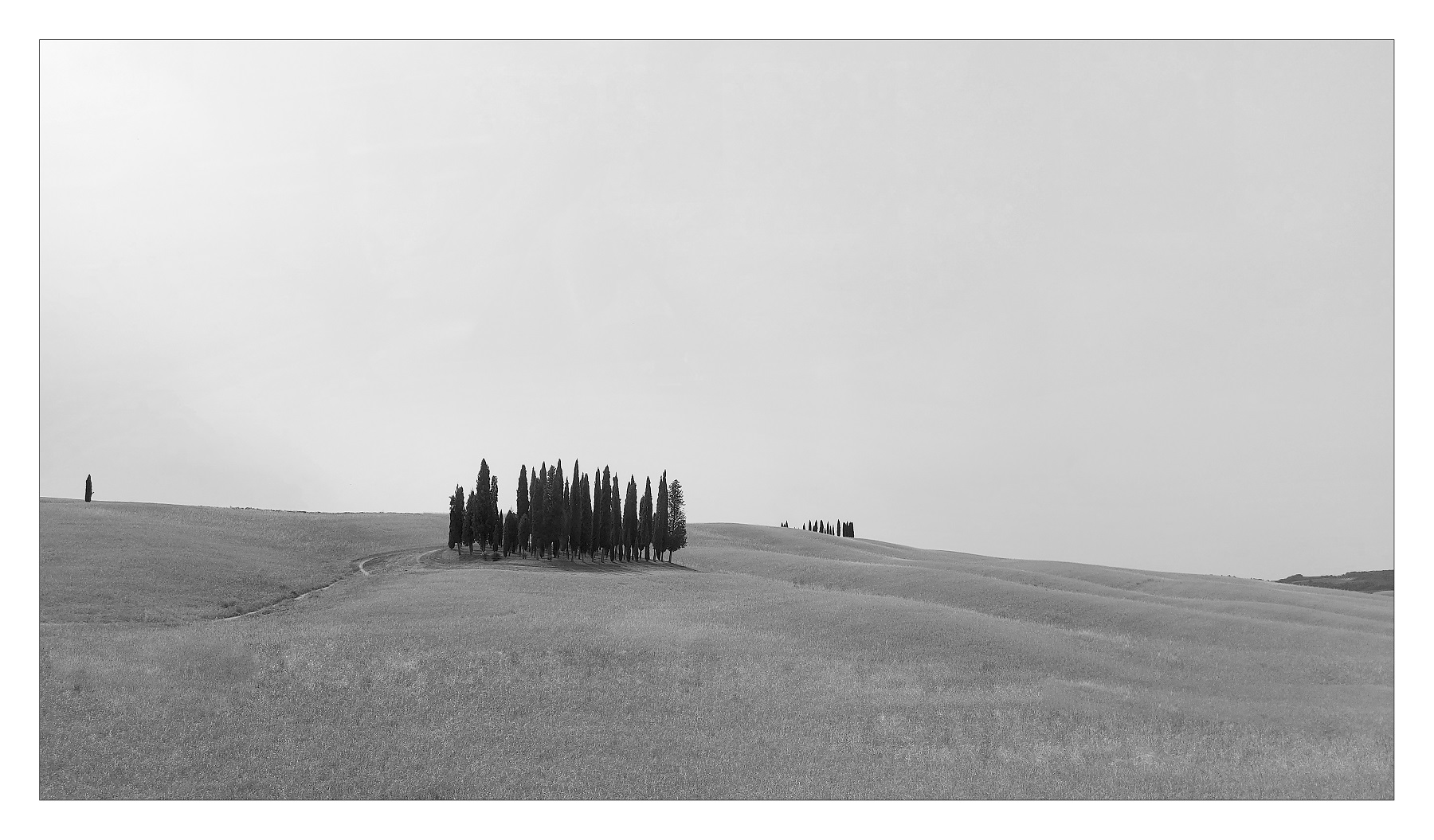 Cipressi di San Quirico d'Orcia