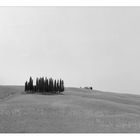 Cipressi di San Quirico d'Orcia