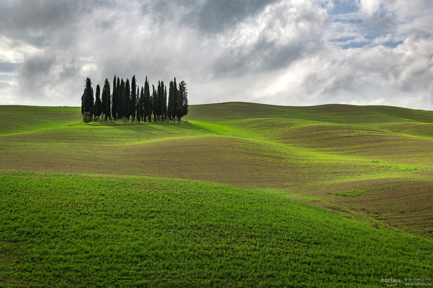 Cipressi di San Quirico d'Orcia