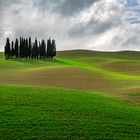 Cipressi di San Quirico d'Orcia