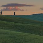 Cipressi-di-San-Quirico-d'Orcia-II