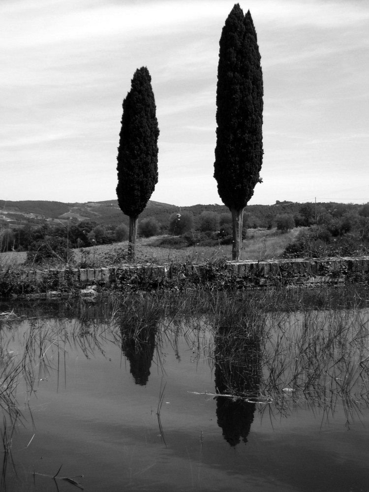 Cipressi di toscana