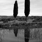 Cipressi di toscana