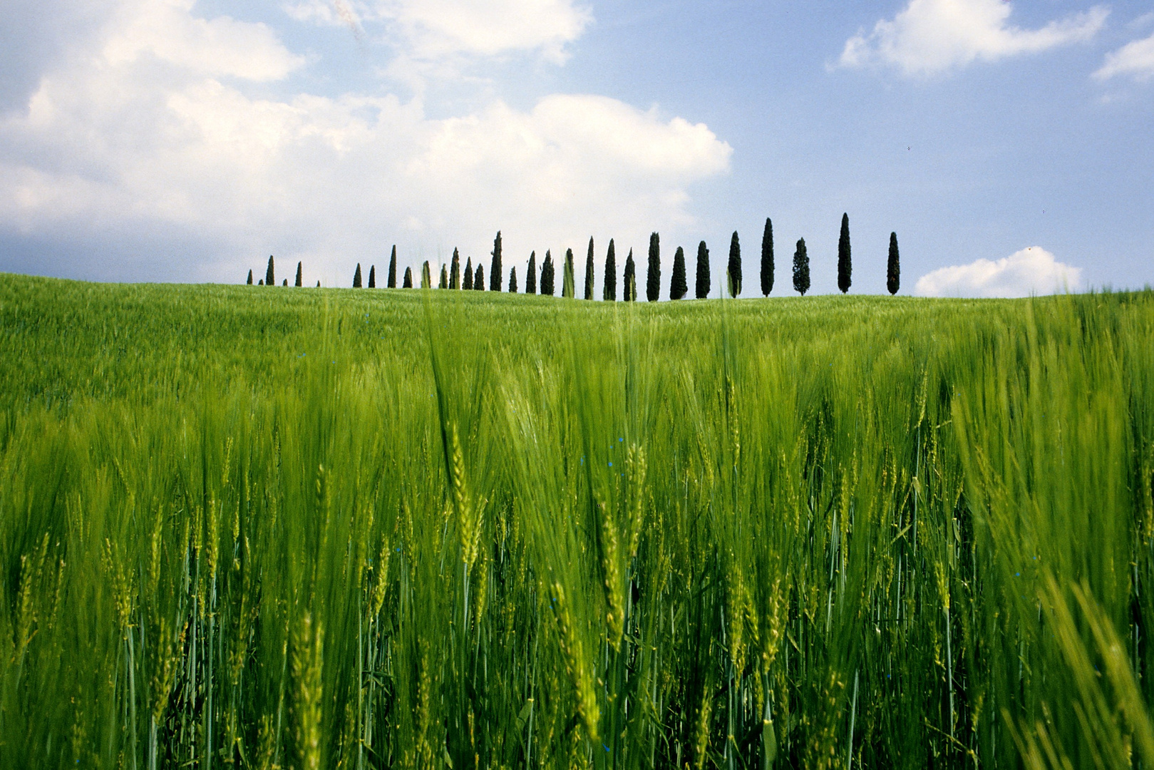 Cipressi in Val d' Orcia