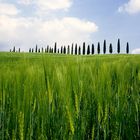 Cipressi in Val d' Orcia