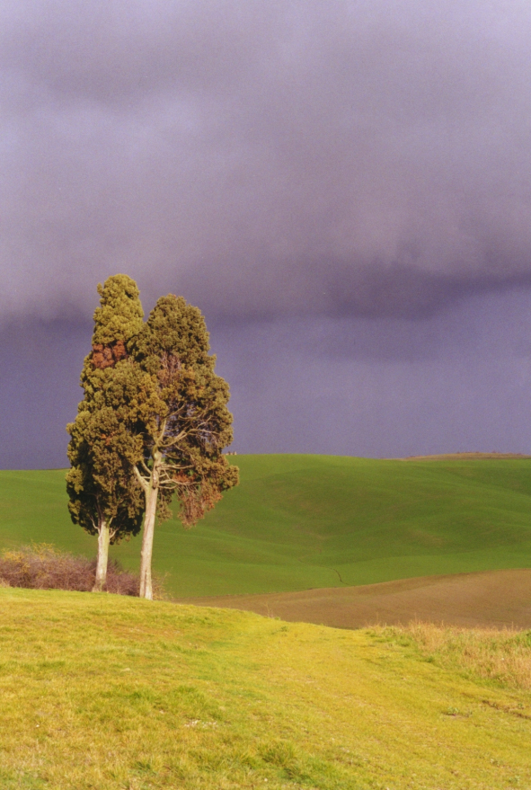 Cipressi in Val d'Orcia