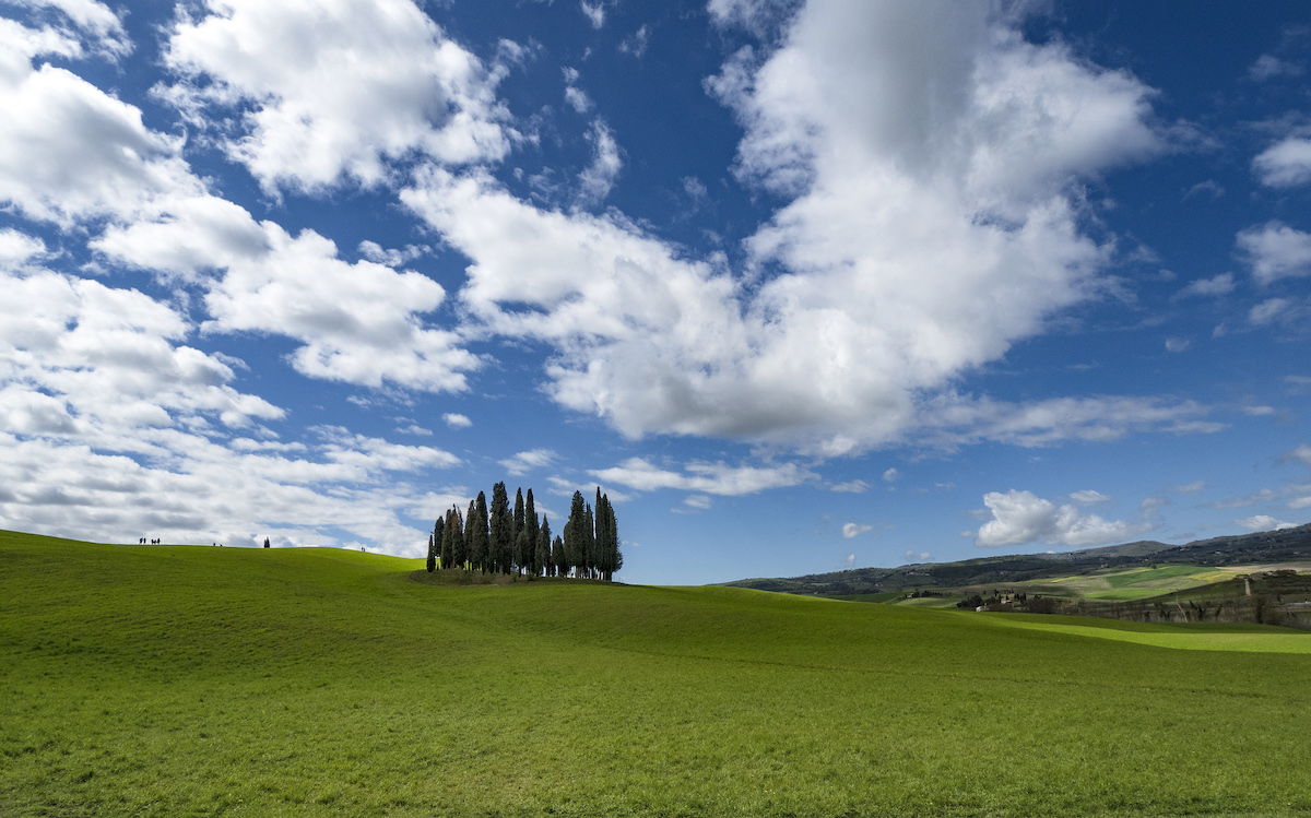 Cipressi (S.Quirico D'Orcia, SI)