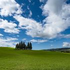 Cipressi (S.Quirico D'Orcia, SI)