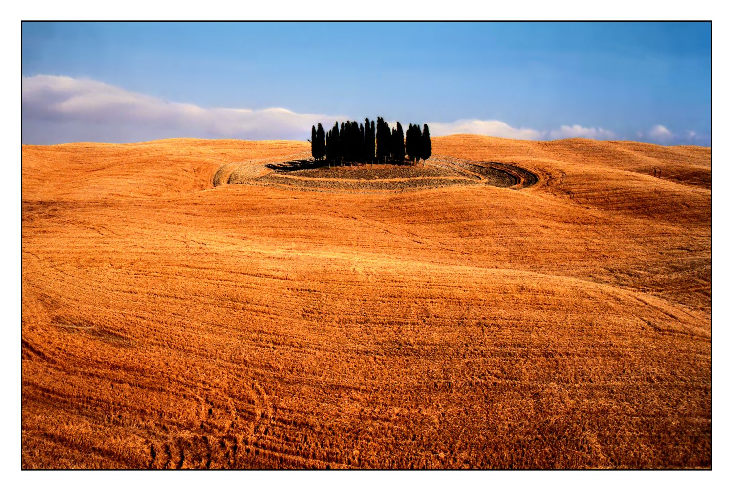 Cipressi tra i campi arati