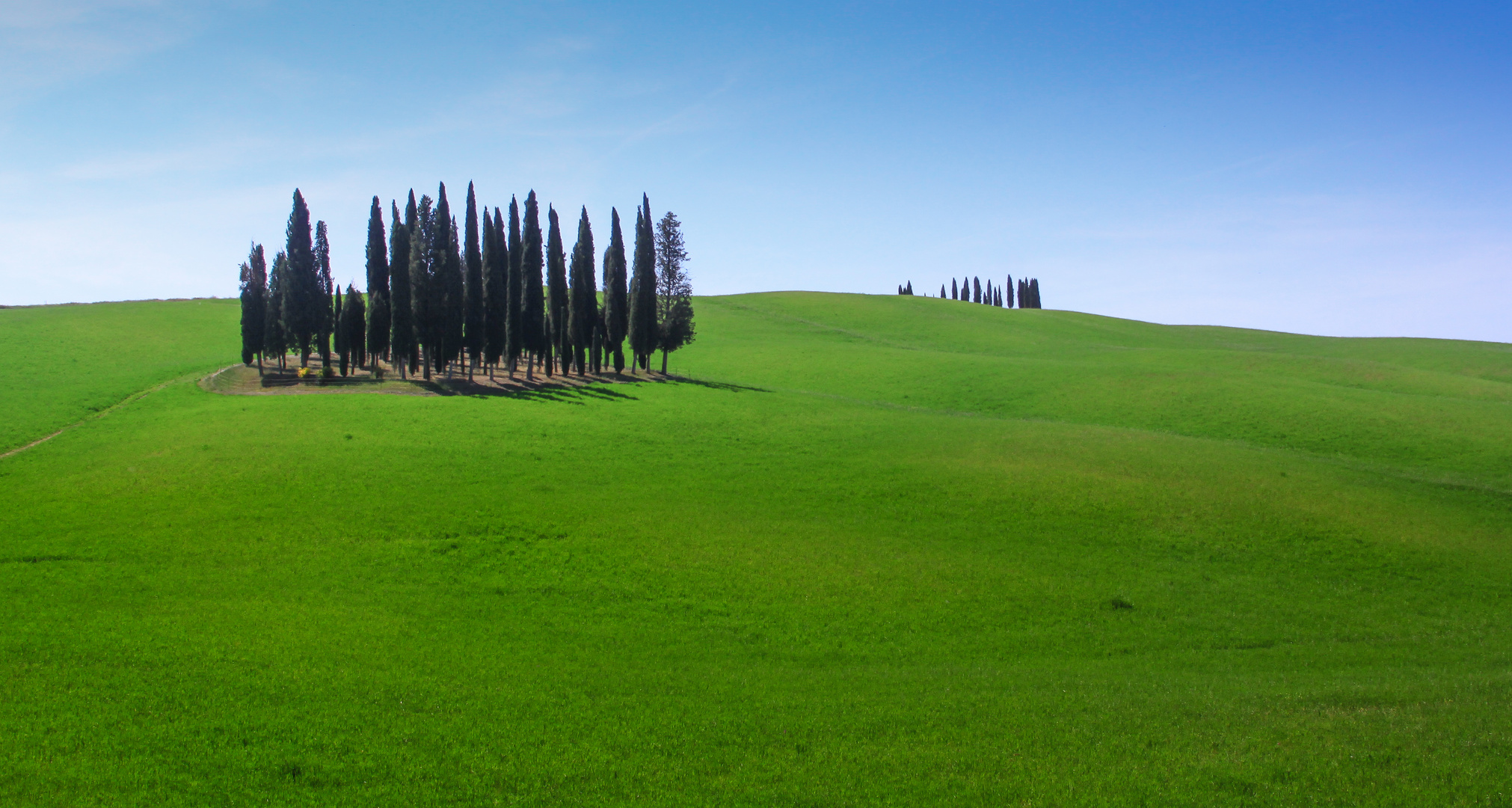 Cipressini della Val d'Orcia